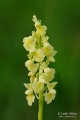Orchis_pallens_15